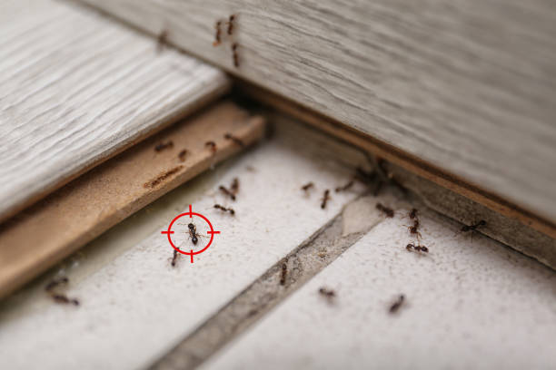 Best Spider Control Near Me  in Hamburg, IA