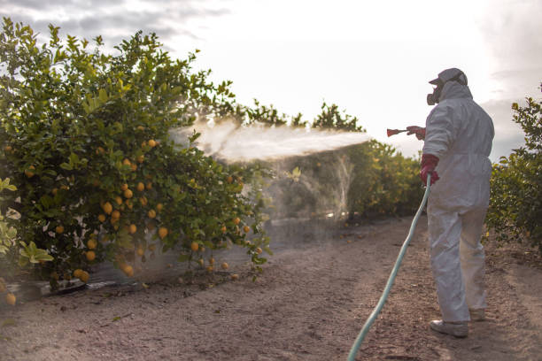 Best Exterminator Services  in Hamburg, IA