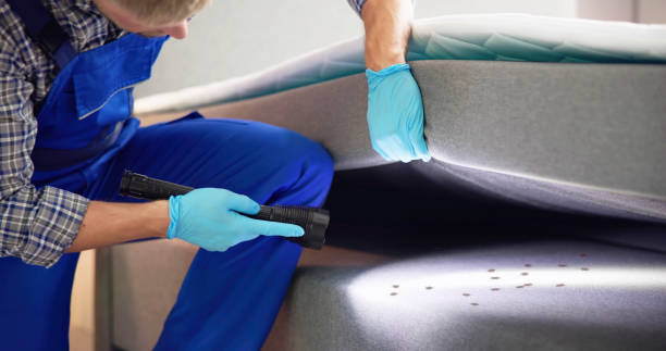 Best Ant Control Services  in Hamburg, IA