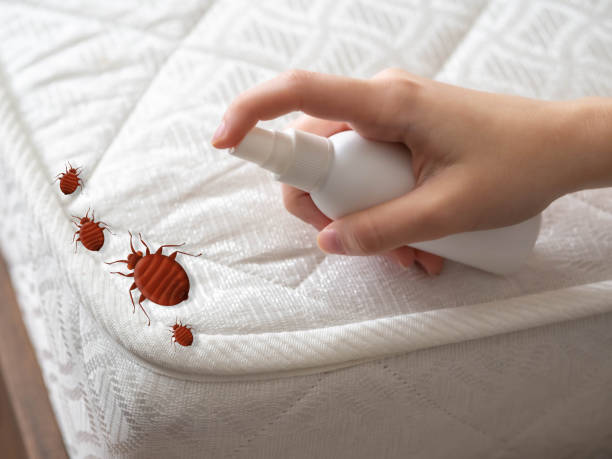 Best Cockroach Control Services  in Hamburg, IA