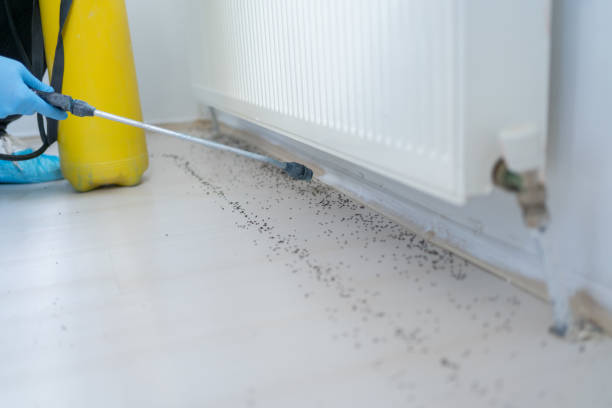 Best Pest Control for Businesses  in Hamburg, IA