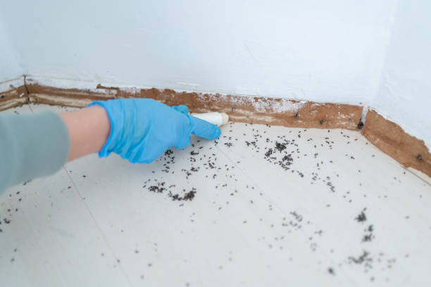 Trusted Hamburg, IA Pest Control Experts